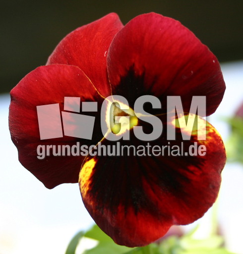 Stiefmuetterchen-rot.jpg